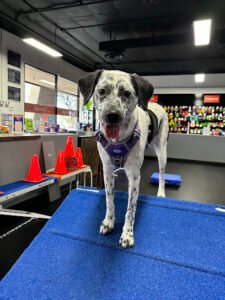 Zoom Room Dog Training