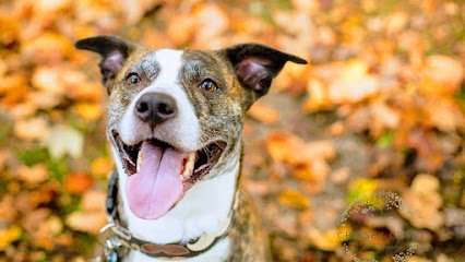 Modern Day Dog Training, LLC