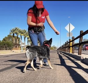 JD’s Powerhouse K9 Bootcamp