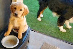 Arise Puppy Academy
