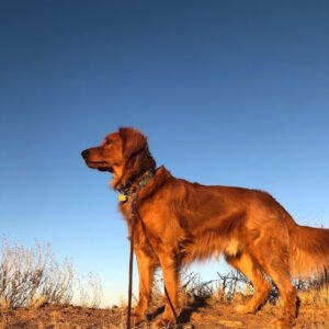 Paws-a-tive Dog Training