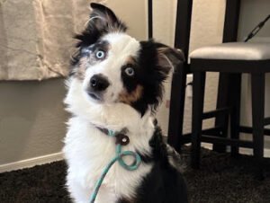 True Canine Training