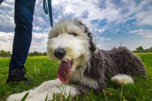 Balancing Paws Dog Training