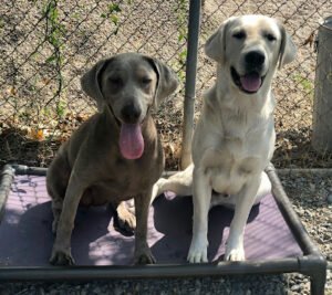 Elevate Dog Center