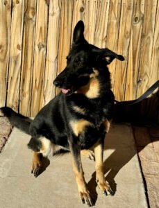 The Southern Dog – In Home Obedience Training