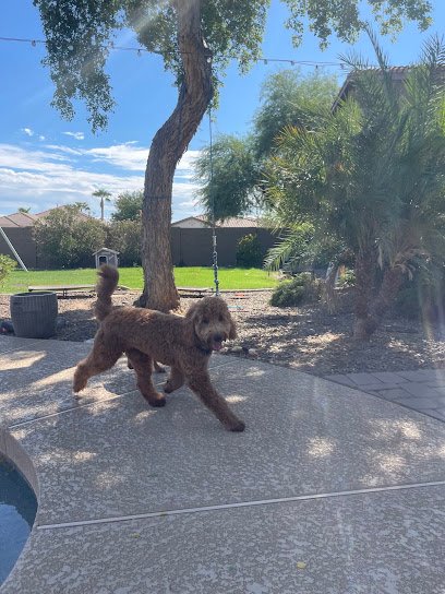 ABC VIP Dog Premier Boarding & Training, Playcare & Rescue