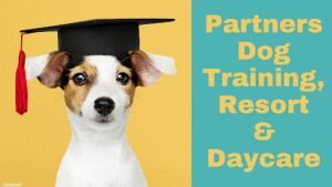 Partners Dog Training, Resort, and Daycare