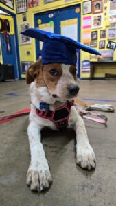 The Complete Canine