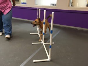 The Dog Spot