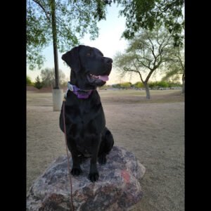 Dog Trainer US