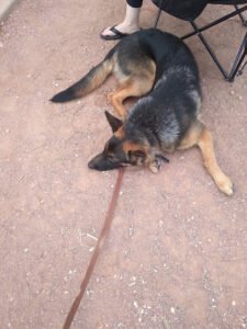 Guthrie Security Dogs