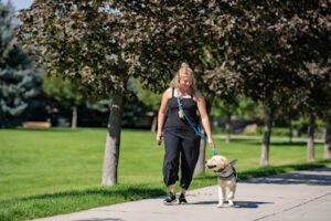 Dog Training Elite