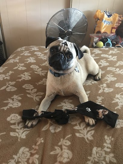 Paws 4 Life