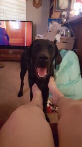 Mayday Retrievers – Arizona Dog Training