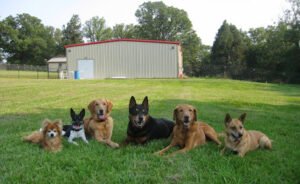 SMART DOGS Dog Training & Behavior Consultation