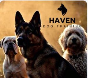 Haven Dog Training