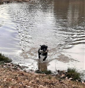 Wade Kennels LLC