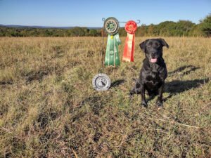 Fowlplay Labradors, LLC
