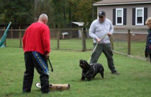 Train My K9 Little Rock