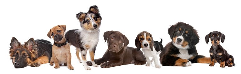Furry Feet Retreat And Training Center