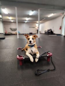 Sit Means Sit Dog Training – Northwest Arkansas