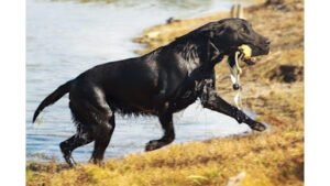 DBR’s Obedience & Boarding