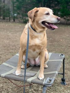 Black River Kennels, LLC