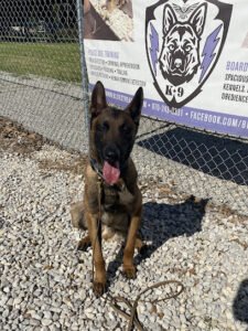 BlueStreak K9
