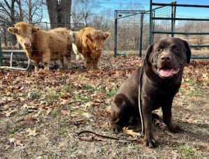Ozark Canine Academy