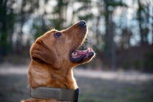 S.N.K9 Dog Training Company