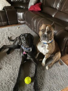 Cabot K9 Academy LLC