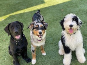Wet Noses Dog Training