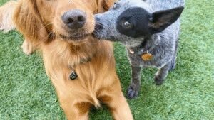 A Bark Idea