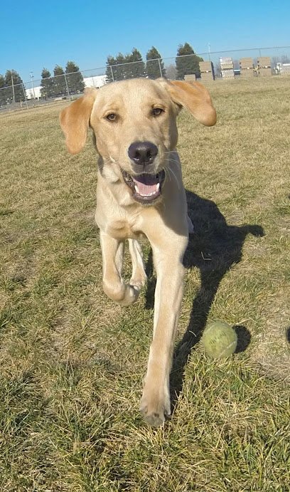 Temecula Best Friend Dog Training