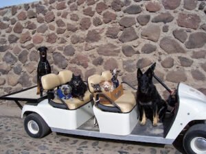 Doggie Tech