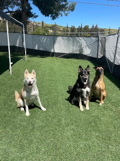 Performance K9 Training