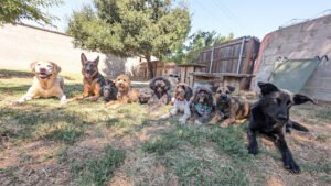 3D Dog Training Sac