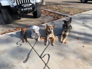 Rooby-Doo Canine Academy