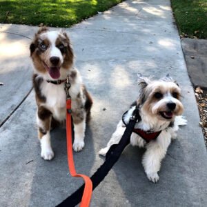 Happy Heart Pet Care