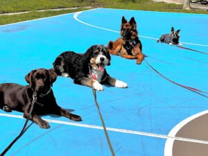 L A School For Dogs