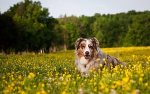 Living with Dogs – Santa Cruz Training Classes