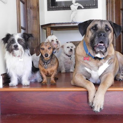Hi-Collar Dog Training