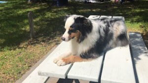Hakuna Matata Dog Training