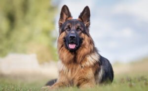 Honor K9 Dog Training