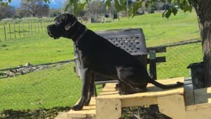 CR Dog Training – All Breeds