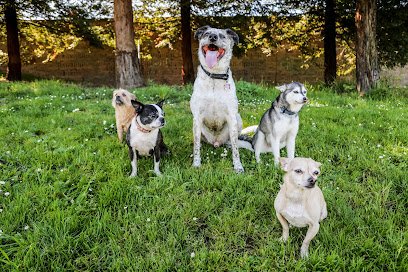 itchytail pet services