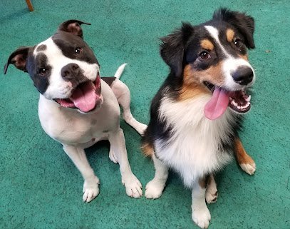 Our Furry Friends Training