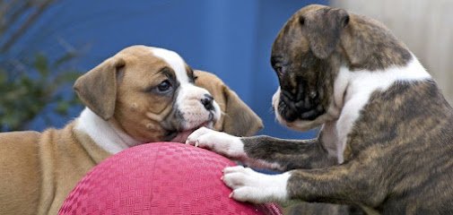 Gary Maria Professional Dog Training