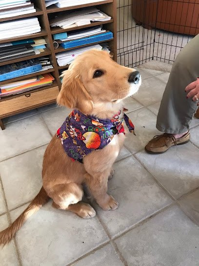 Pawsitive Interaction Dog Obedience