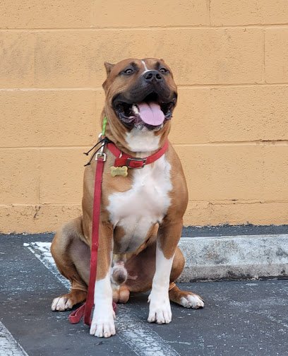 Akina K9